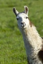 Portrait of white Llama. Royalty Free Stock Photo