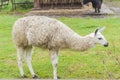 Portrait of a white Llama on green background Royalty Free Stock Photo