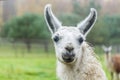 Portrait Of A White Llama On Green Background