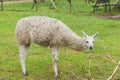 Portrait of a white Llama on green background Royalty Free Stock Photo