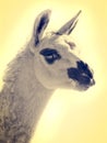 Portrait of white llama isolated on white Royalty Free Stock Photo