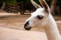 Portrait of a white llama, Lama glama