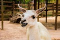 Portrait of a white llama, Lama glama Royalty Free Stock Photo