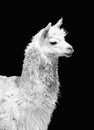 Portrait of a white llama Lama glama. Black and white Royalty Free Stock Photo