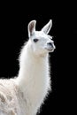 Portrait Of A White Llama Lama Glama