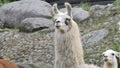 Portrait of white llama. Lama glama Royalty Free Stock Photo