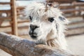 Portrait of white llama near wooden fence Royalty Free Stock Photo