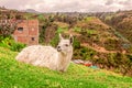 Portrait Of A White Llama Resting On Grass Royalty Free Stock Photo