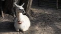 Portrait of white llama sitting on the ground turning its head to the right and looking haughty. Copy space Royalty Free Stock Photo