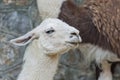 Portrait of white Llama from south America Royalty Free Stock Photo