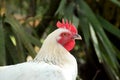 Portrait of white maran chicken Royalty Free Stock Photo