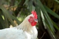 Portrait of white maran rooster Royalty Free Stock Photo