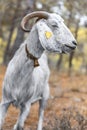 Portrait of white mature Anglo-Nubian goat grazing in a forest in the mountains in Northern Cyprus. The animal is looking at the Royalty Free Stock Photo