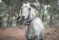 Portrait of white mature Anglo-Nubian goat grazing in a forest in the mountains in Northern Cyprus. The curious animal is looking Royalty Free Stock Photo