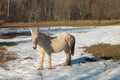 Portrait of white mule in the snow
