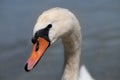 Portrait of a white mute swan. The long neck is elegantly bent. The red beak is turned to the side. In the background water of a Royalty Free Stock Photo