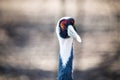 Portrait of white neck crane in nature