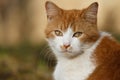 Portrait of white-orange cat Royalty Free Stock Photo
