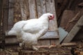 Portrait of the white orpington chicken hen hen house nibbling on the green grass gallus domesticus bird feeding at the farm Royalty Free Stock Photo