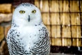 Portrait of a white owl staring at the camera. Royalty Free Stock Photo