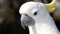 Portrait of a white parrot with a yellow tuft Royalty Free Stock Photo