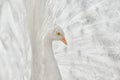 Portrait of White Peacock