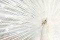 Portrait of a white peacock, with open feathers, performing the bridal dance Royalty Free Stock Photo