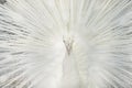 Portrait of a white peacock, with open feathers, performing the bridal dance Royalty Free Stock Photo