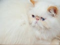 Peke-faced Persian cat