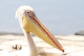 Portrait of White pelican at lakeside