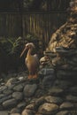 Portrait of white pelican posing on the rocks at the corner of lake(lake end)