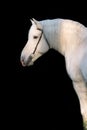 Portrait of white Percheron Draft Horse with long mane against black background Royalty Free Stock Photo