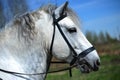 Portrait of white Percheron horse Royalty Free Stock Photo