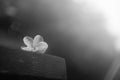 Portrait of white plumeria flower with blurred background.selective focus.black and white color picture.