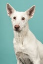 Portrait of a white podenco mixed dog on a turquoise blue background Royalty Free Stock Photo