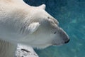 Portrait of a white polar bear at the zoo Royalty Free Stock Photo