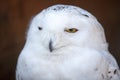 Portrait of white polar snowy owl Royalty Free Stock Photo