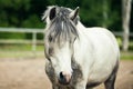 Portrait of white horse. Head of white and gray pony Royalty Free Stock Photo