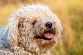 Portrait of a white pumi dog