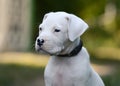 Portrait of a Puppy Dogo Argentino in grass.