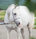 Portrait of white purebred arabian stallion