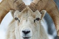 Portrait of a white ram with big sinuous horns standing in a snowy forest landscape Royalty Free Stock Photo