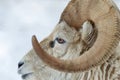 Portrait of a white ram with big sinuous horns standing in a snowy forest landscape Royalty Free Stock Photo