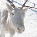 Portrait of white reindeer in the snow. Royalty Free Stock Photo