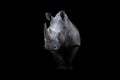 Portrait of a white rhino with a black background Royalty Free Stock Photo