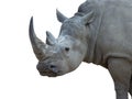 portrait white rhino isolated on white background Royalty Free Stock Photo