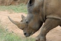 Portrait, White Rhinoceros