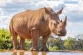 Portrait of a white rhinoceros Ceratotherium simum drinking water, Welgevonden Game Reserve, South Africa. Royalty Free Stock Photo