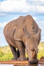 Portrait of a white rhinoceros Ceratotherium simum drinking water, Welgevonden Game Reserve, South Africa. Royalty Free Stock Photo