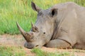 Portrait of a white rhinoceros